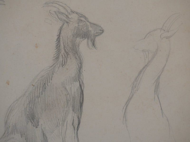 Georges MANZANA-PISSARRO : Petite chèvre sauvage, Dessin original