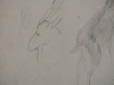 Georges MANZANA-PISSARRO : Petite chèvre sauvage, Dessin original