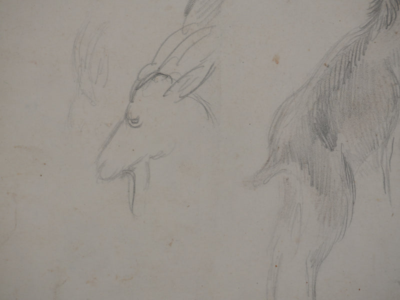Georges MANZANA-PISSARRO : Petite chèvre sauvage, Dessin original