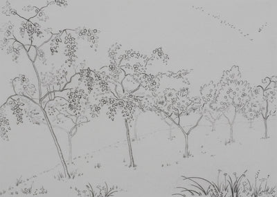 Camille COMBE : Les arbres fruités, Gravure originale signée