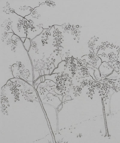 Camille COMBE : Les arbres fruités, Gravure originale signée