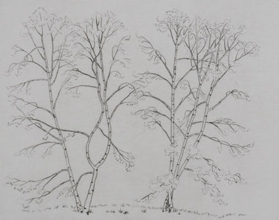 Camille COMBE : Silhouettes végétales, Gravure originale signée