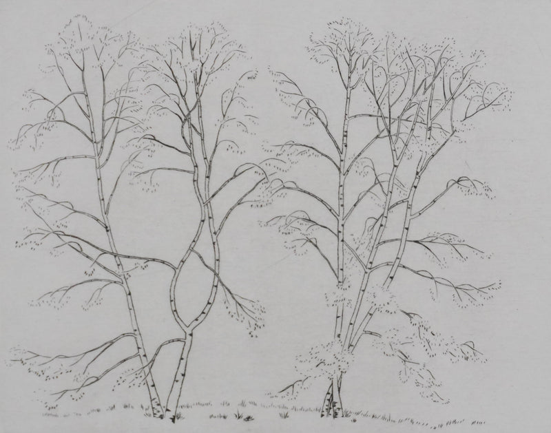 Camille COMBE : Silhouettes végétales, Gravure originale signée