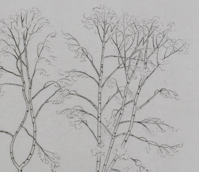 Camille COMBE : Silhouettes végétales, Gravure originale signée