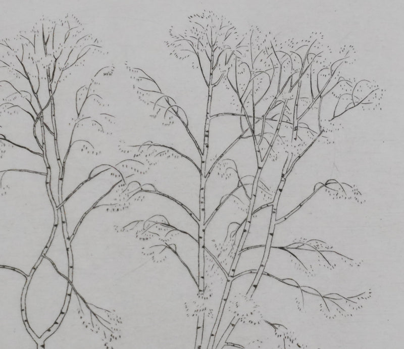 Camille COMBE : Silhouettes végétales, Gravure originale signée