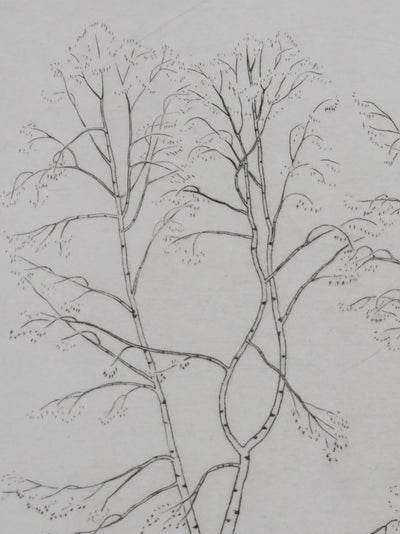 Camille COMBE : Silhouettes végétales, Gravure originale signée