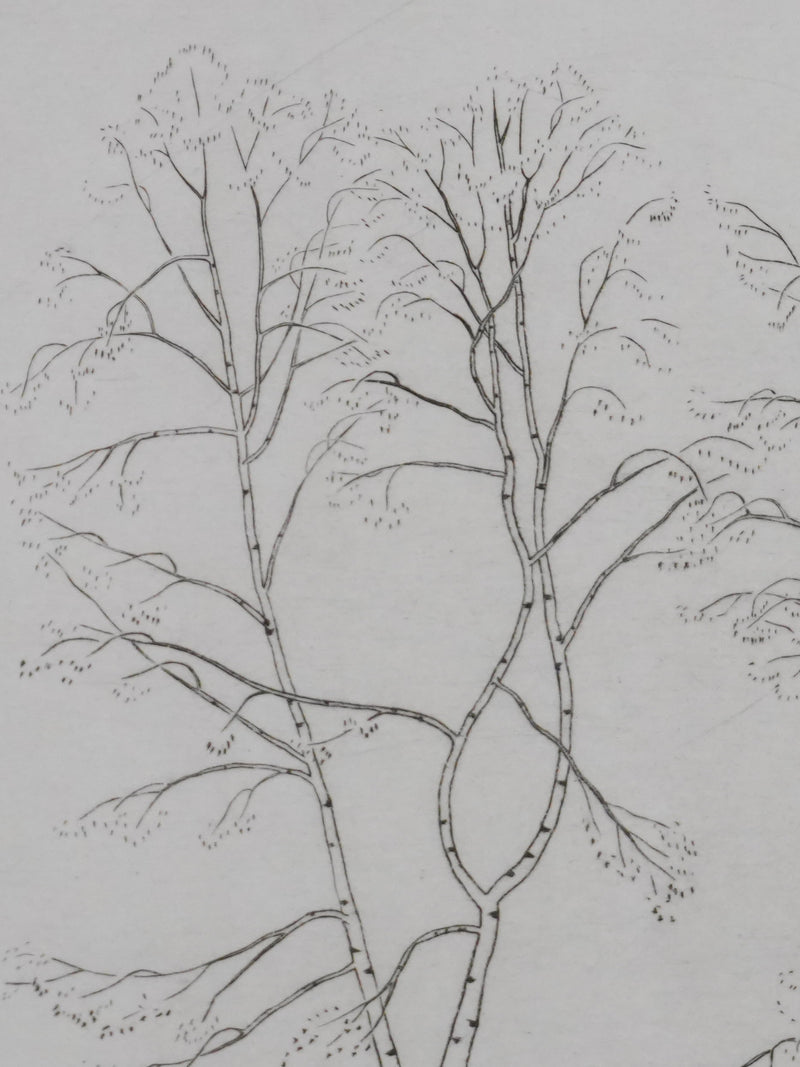 Camille COMBE : Silhouettes végétales, Gravure originale signée