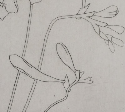 Camille COMBE : Silhouette florale, Gravure originale signée
