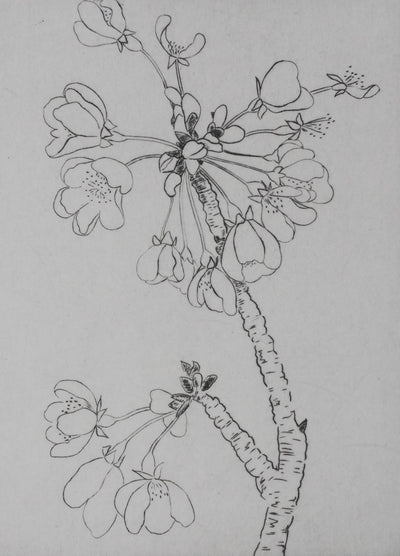 Camille COMBE : Eclosion, Gravure originale signée