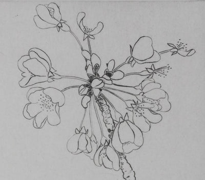 Camille COMBE : Eclosion, Gravure originale signée