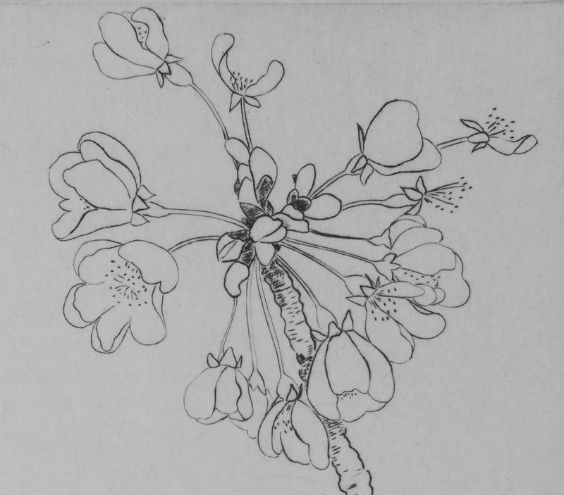 Camille COMBE : Eclosion, Gravure originale signée