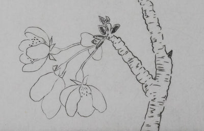 Camille COMBE : Eclosion, Gravure originale signée