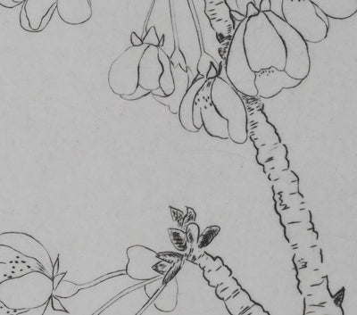 Camille COMBE : Eclosion, Gravure originale signée