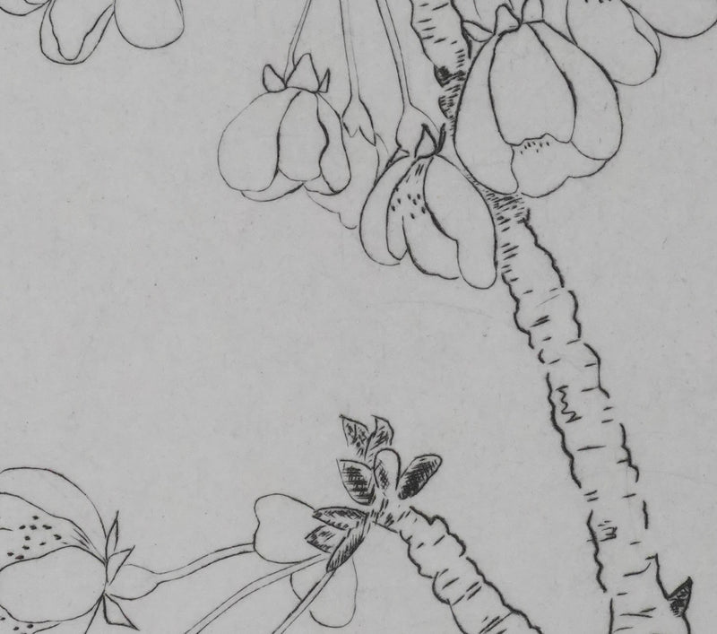 Camille COMBE : Eclosion, Gravure originale signée