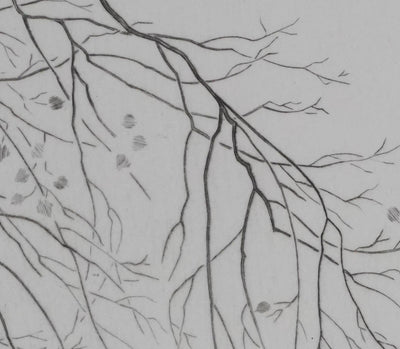 Camille COMBE : Cygnes sur le lac, Gravure originale signée