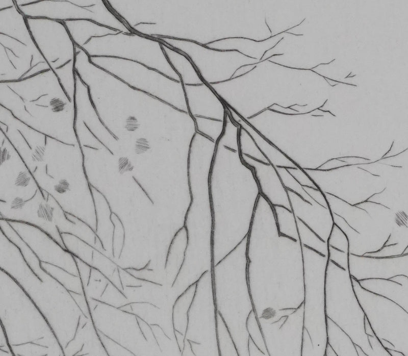 Camille COMBE : Cygnes sur le lac, Gravure originale signée