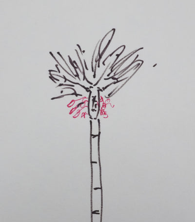 Raoul SALAN : Les fruits rouges de l'arbre, Autographe et dessin original signé