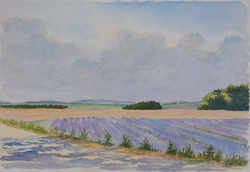 Salomon Alfred BOISECQ : Le champs de lavande, Aquarelle originale signée