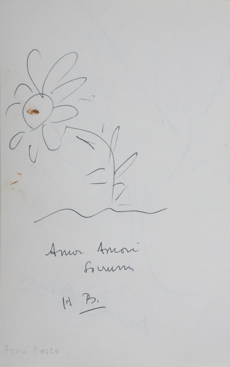 Henri BOSCO : La fleur d&