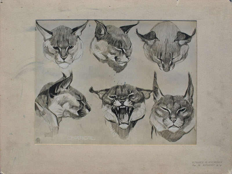 Mathurin MEHEUT : Le Caracal, Lithographie originale (photo de détail 3) - Crédit photo : Galerie Art.Paris