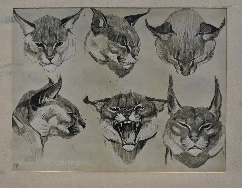 Mathurin MEHEUT : Le Caracal, Lithographie originale (vue générale) - Crédit photo : Galerie Art.Paris