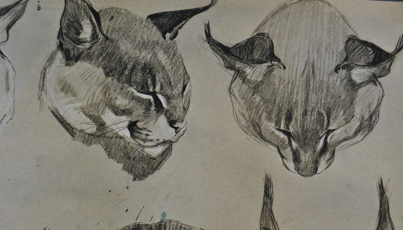 Mathurin MEHEUT : Le Caracal, Lithographie originale (photo de détail 4) - Crédit photo : Galerie Art.Paris