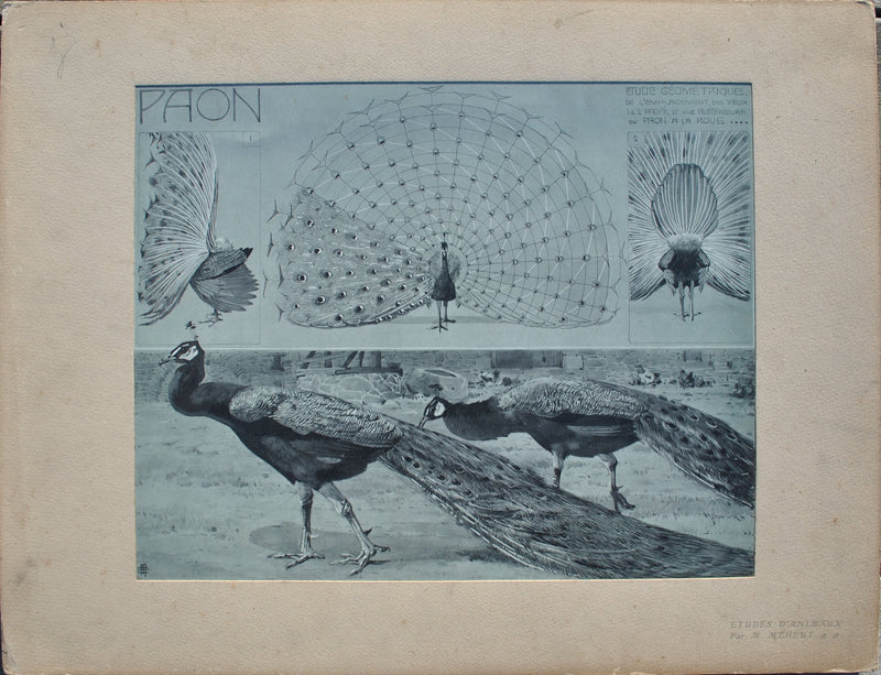 Mathurin MEHEUT : Le Paon en parade, Lithographie originale (vue générale) - Crédit photo : Galerie Art.Paris