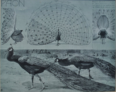 Mathurin MEHEUT : Le Paon en parade, Lithographie originale (photo de détail 2) - Crédit photo : Galerie Art.Paris