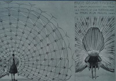 Mathurin MEHEUT : Le Paon en parade, Lithographie originale (photo de détail 7) - Crédit photo : Galerie Art.Paris