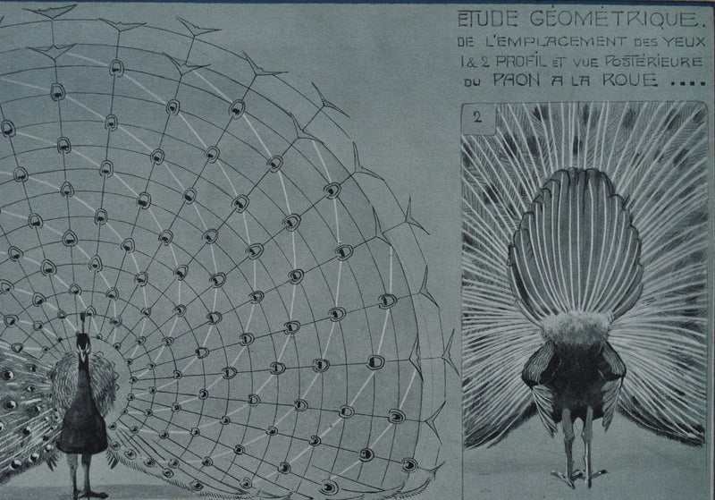 Mathurin MEHEUT : Le Paon en parade, Lithographie originale (photo de détail 7) - Crédit photo : Galerie Art.Paris