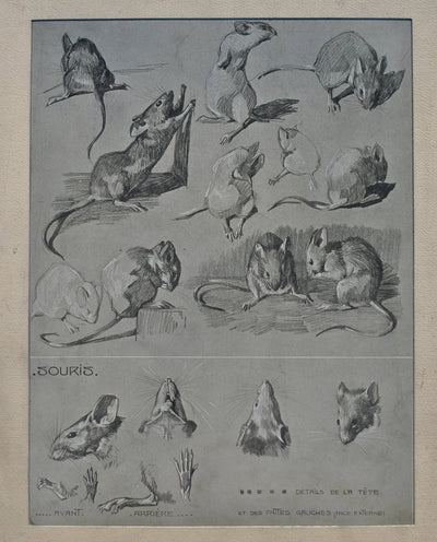 Mathurin MEHEUT : La Souris, Lithographie originale (photo de détail 2) - Crédit photo : Galerie Art.Paris