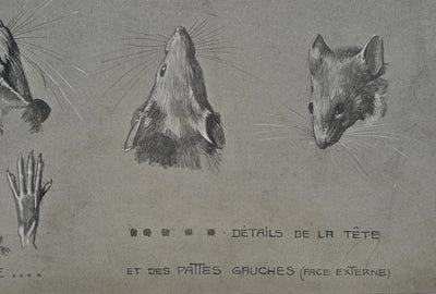 Mathurin MEHEUT : La Souris, Lithographie originale (photo de détail 4) - Crédit photo : Galerie Art.Paris