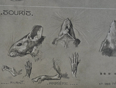 Mathurin MEHEUT : La Souris, Lithographie originale (photo de détail 5) - Crédit photo : Galerie Art.Paris