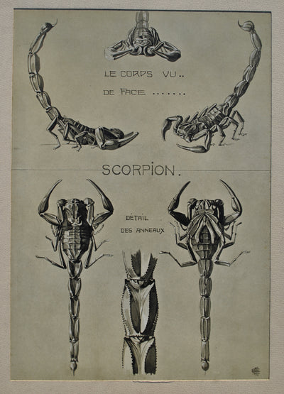 Mathurin MEHEUT : Le Scorpion, Lithographie originale (photo de détail 2) - Crédit photo : Galerie Art.Paris