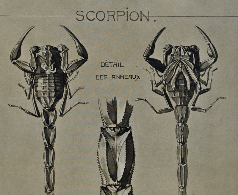 Mathurin MEHEUT : Le Scorpion, Lithographie originale (photo de détail 5) - Crédit photo : Galerie Art.Paris