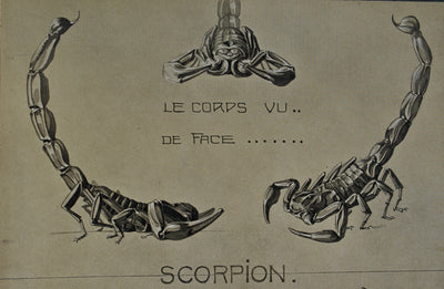 Mathurin MEHEUT : Le Scorpion, Lithographie originale (photo de détail 7) - Crédit photo : Galerie Art.Paris