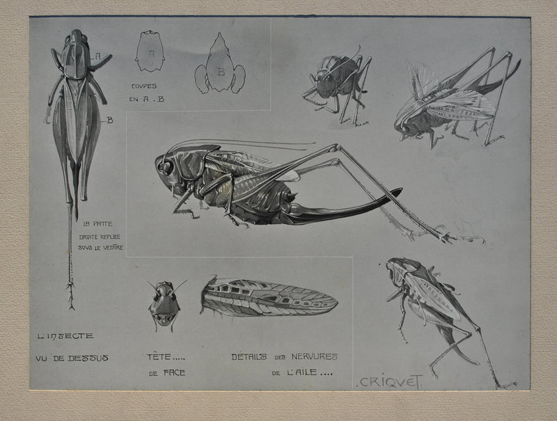 Mathurin MEHEUT : Le Criquet, Lithographie originale (photo de détail 2) - Crédit photo : Galerie Art.Paris