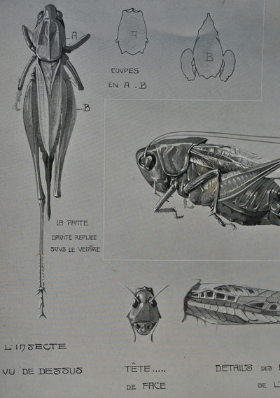 Mathurin MEHEUT : Le Criquet, Lithographie originale (photo de détail 6) - Crédit photo : Galerie Art.Paris