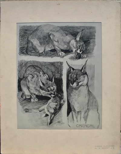 Mathurin MEHEUT : Le Caracal et sa proie, Lithographie originale (vue générale) - Crédit photo : Galerie Art.Paris