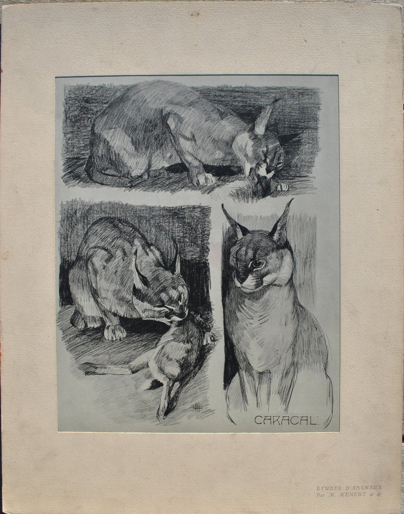 Mathurin MEHEUT : Le Caracal et sa proie, Lithographie originale (vue générale) - Crédit photo : Galerie Art.Paris