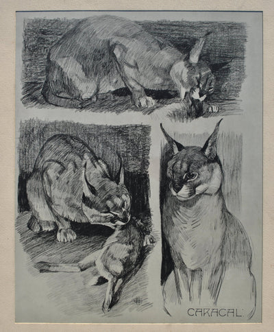 Mathurin MEHEUT : Le Caracal et sa proie, Lithographie originale (photo de détail 2) - Crédit photo : Galerie Art.Paris