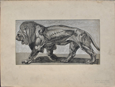 Mathurin MEHEUT : Le Lion, Lithographie originale (vue générale) - Crédit photo : Galerie Art.Paris