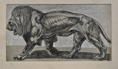 Mathurin MEHEUT : Le Lion, Lithographie originale (photo de détail 2) - Crédit photo : Galerie Art.Paris