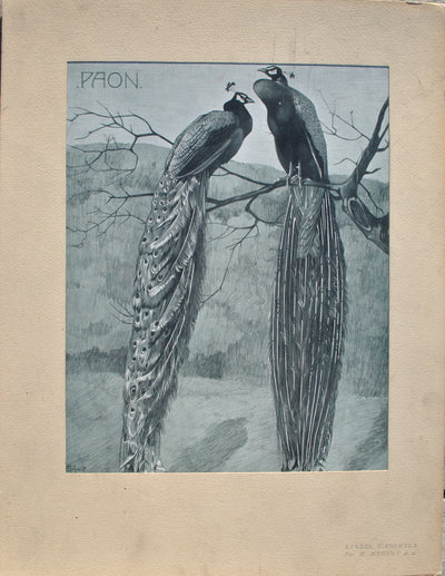 Mathurin MEHEUT : Le couple de Paon, Lithographie originale (vue générale) - Crédit photo : Galerie Art.Paris