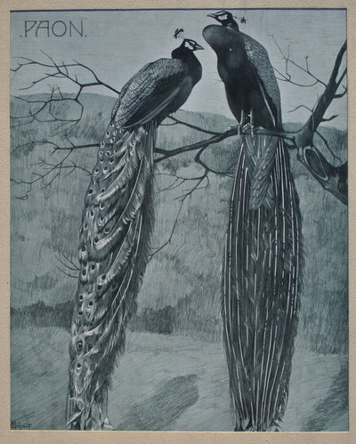 Mathurin MEHEUT : Le couple de Paon, Lithographie originale (photo de détail 2) - Crédit photo : Galerie Art.Paris