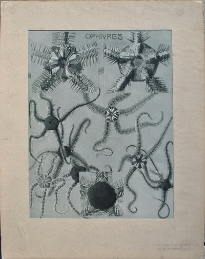 Mathurin MEHEUT : Les Orphivres, Lithographie originale (vue générale) - Crédit photo : Galerie Art.Paris