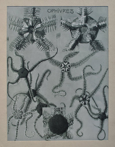 Mathurin MEHEUT : Les Orphivres, Lithographie originale (photo de détail 2) - Crédit photo : Galerie Art.Paris