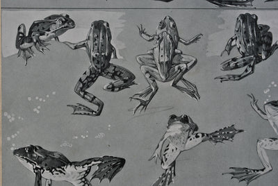 Mathurin MEHEUT : Les Grenouilles, Lithographie originale (photo de détail 6) - Crédit photo : Galerie Art.Paris