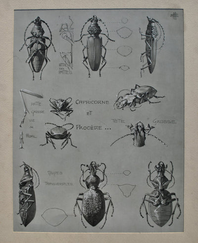 Mathurin MEHEUT : Le Capricorne, Lithographie originale (photo de détail 2) - Crédit photo : Galerie Art.Paris