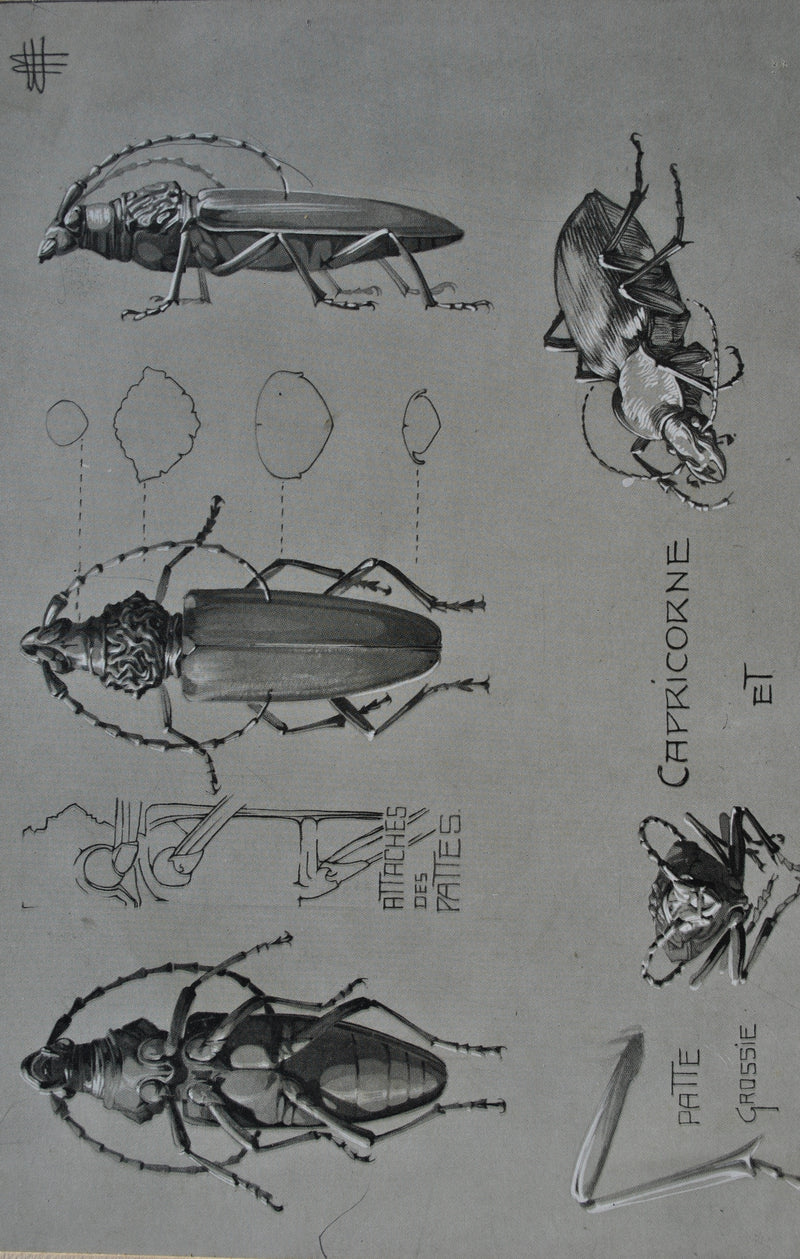 Mathurin MEHEUT : Le Capricorne, Lithographie originale (photo de détail 5) - Crédit photo : Galerie Art.Paris